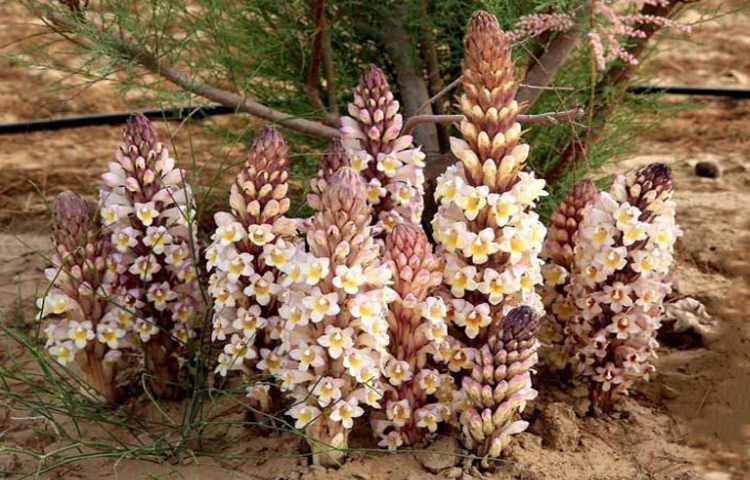 Nhục Thung Dung (Cistanche deserticola Y.C. Ma.)